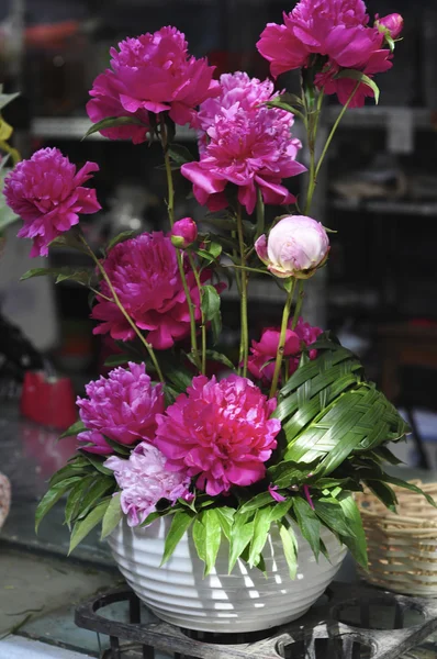 Mini garden flowers — Stock Photo, Image