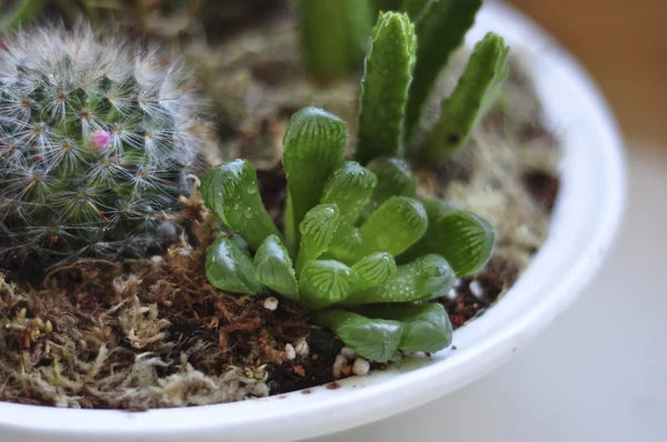 Cactus made mini garden — Stock Photo, Image