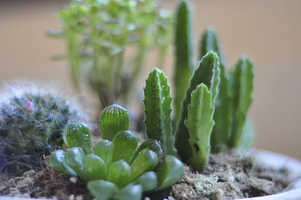 stock image Cactus made mini garden