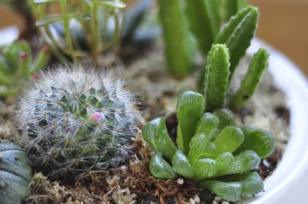 Stock image Cactus made mini garden