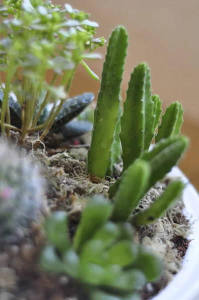 Cactus fatto mini giardino — Foto Stock