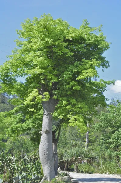 Moringa — Stok fotoğraf
