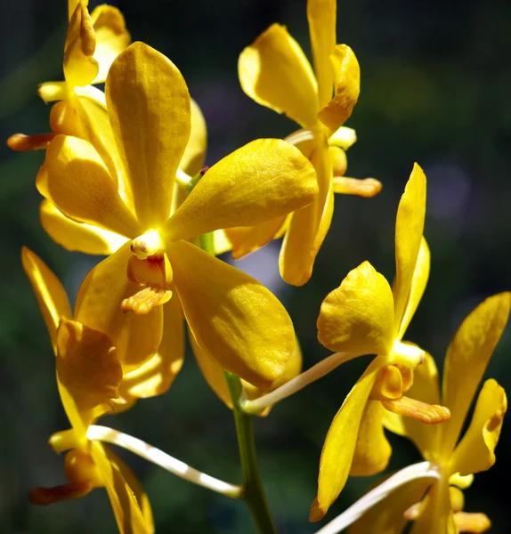 stock image Orchid