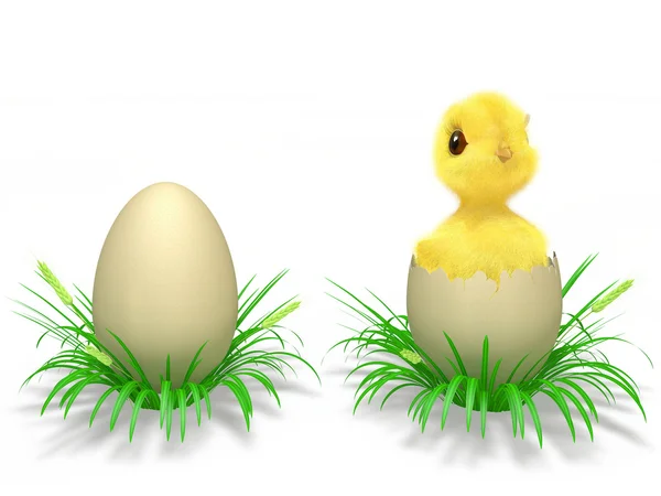Egg og kylling – stockfoto