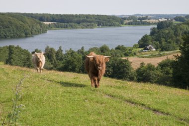 Cattle at the Lake clipart