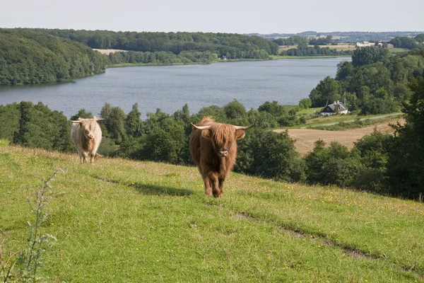 Cattle at the Lake — Stock Photo, Image