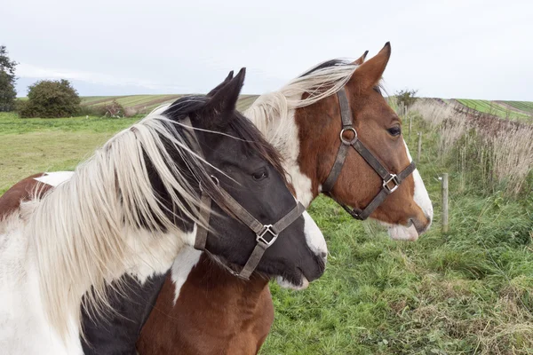 Svart og brun hest – stockfoto