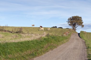 Tarladaki sığırlar