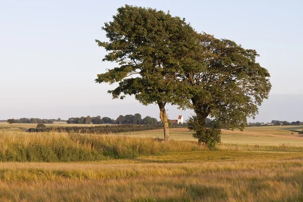 Kościół między drzewami — Zdjęcie stockowe