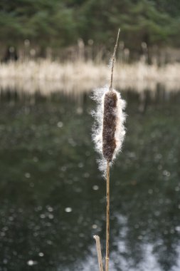 Bulrush