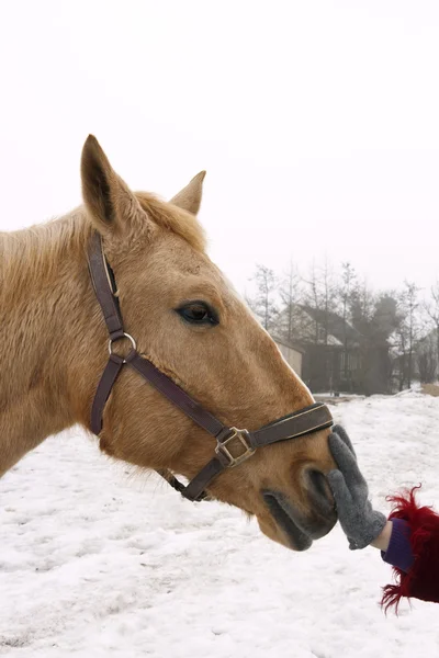 Bruin paard — Stockfoto