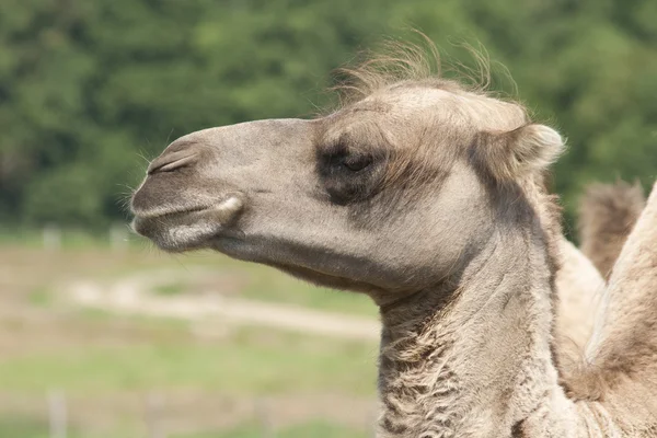 stock image Close up on Camel