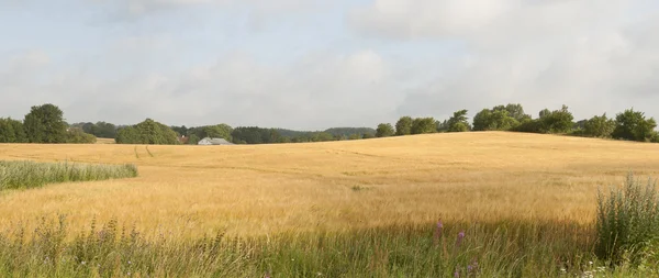 Gospodarstwo w polach kukurydzy — Zdjęcie stockowe