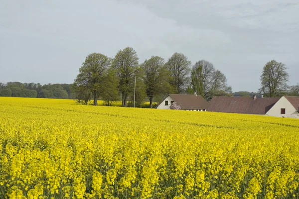 Bauernhaus in einem Rapsfeld — Stockfoto