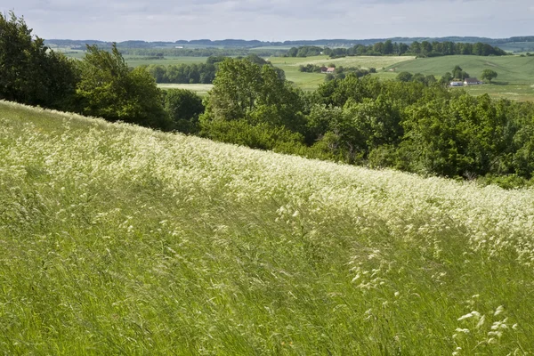 Gras auf dem Hügel — Stockfoto