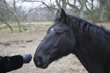 Black Horse clipart