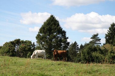 Cattle in the Forest clipart