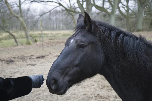 Cavalo Negro — Fotografia de Stock