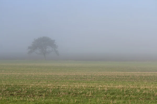 霧の中の孤独な木 — ストック写真