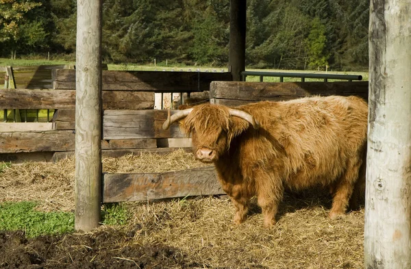 Higland Cattle — Stockfoto