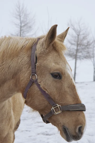 Paard in de sneeuw — Stockfoto