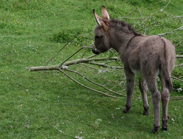 stock image Ass Foal