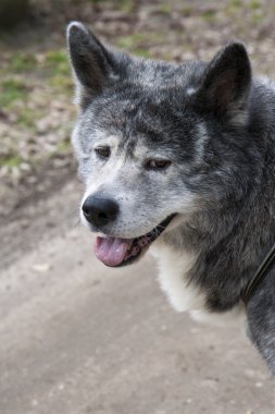 japon akita