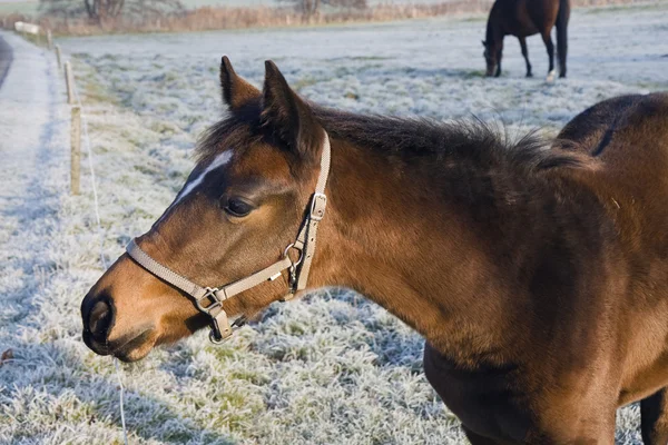 Foal in het veld — Stockfoto