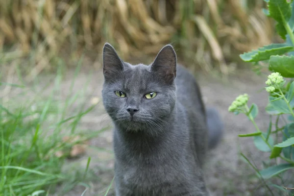 stock image Grey Cat