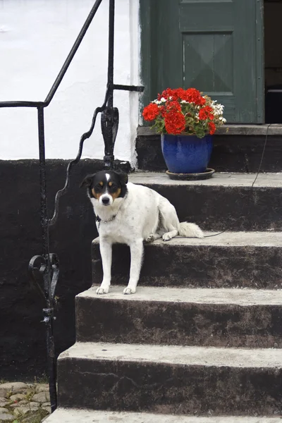 階段の上犬 — ストック写真