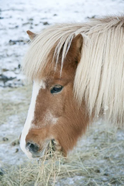 干し草を食べている馬 — ストック写真