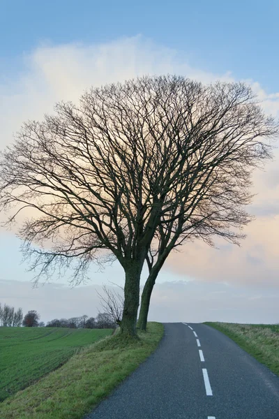 주황색 하늘에 대 한 외로운 나무 — 스톡 사진