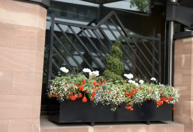 bir penceredeki çiçek