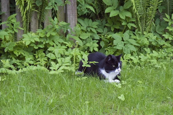 stock image Cat in the Grass