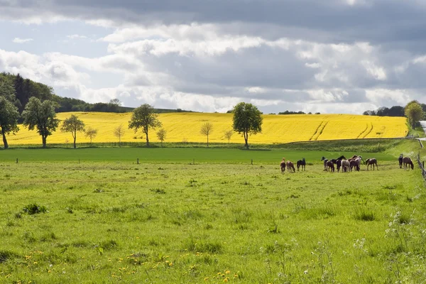 Paarden in het veld — Stockfoto