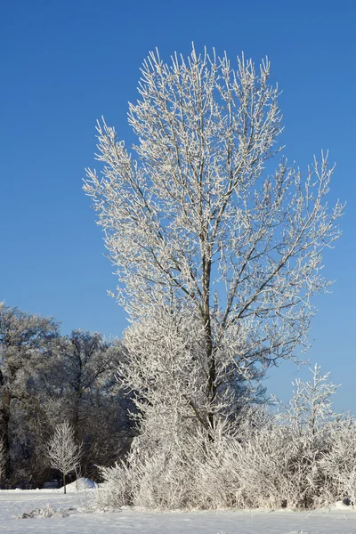 stock image Frosty Tree