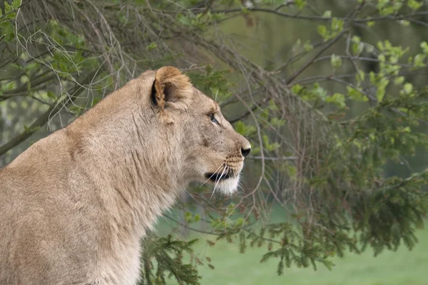 Closeuo on a Lion — Stock Photo, Image