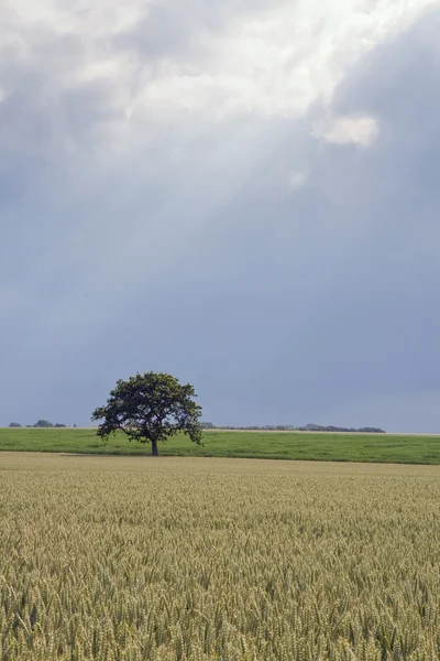 田野里的孤树 — 图库照片