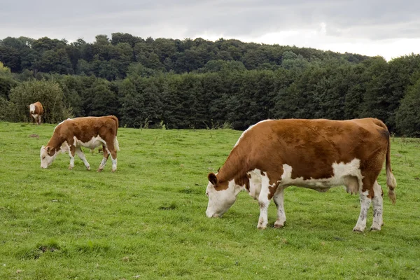 Ko och kalv — Stockfoto