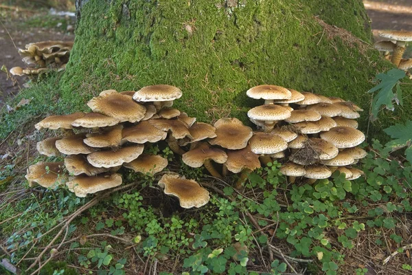 stock image Fungus 9