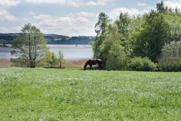 湖畔的马 — 图库照片