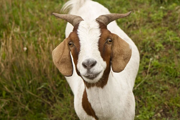 stock image Small Goat