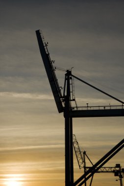 Cranes Against the Morning Sun