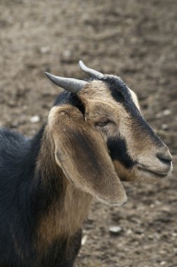 Closeup on a Goat