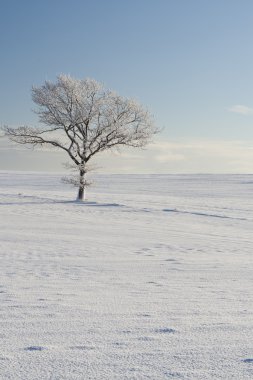 Karda yalnız bir ağaç