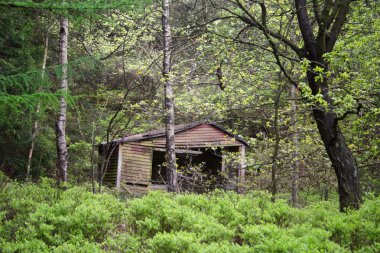 Old Shack in the Forest clipart