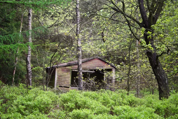 Old Shack en el bosque — Foto de Stock