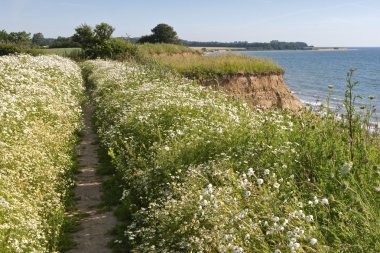 Marguerite adlı sahil