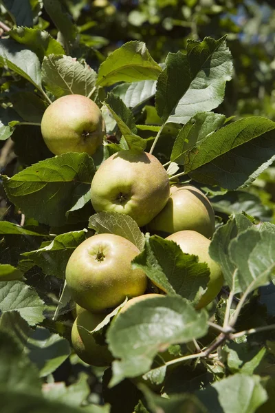 stock image Apples