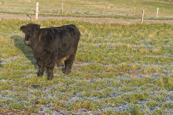 Kalv - highland cattle — Stockfoto